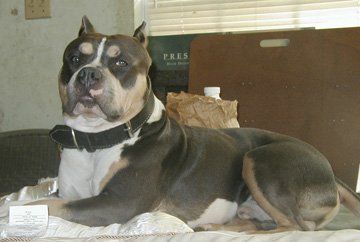 Photo of the dog