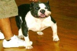 Photo of the dog