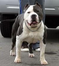 Photo of the dog