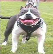 Photo of the dog