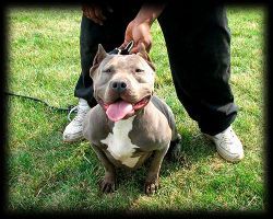 Photo of the dog