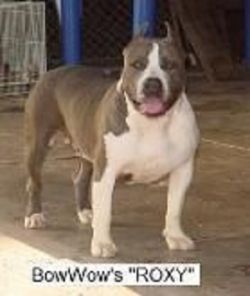 Photo of the dog