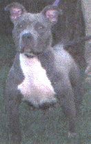 Photo of the dog
