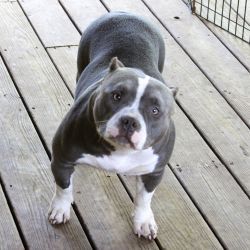 Photo of the dog