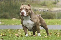 Photo of the dog