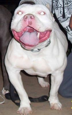 Photo of the dog