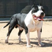 Photo of the dog