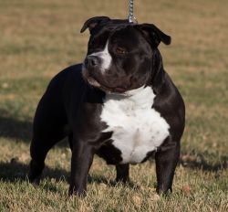 Photo of the dog