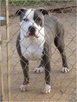 Photo of the dog