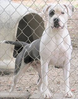 Photo of the dog