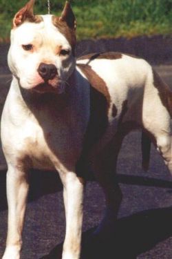 Photo of the dog