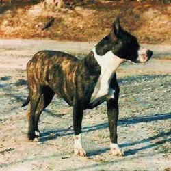 Photo of the dog