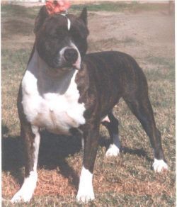 Photo of the dog