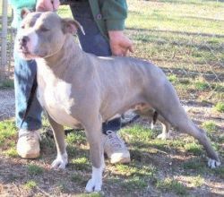 Photo of the dog