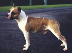Photo of the dog