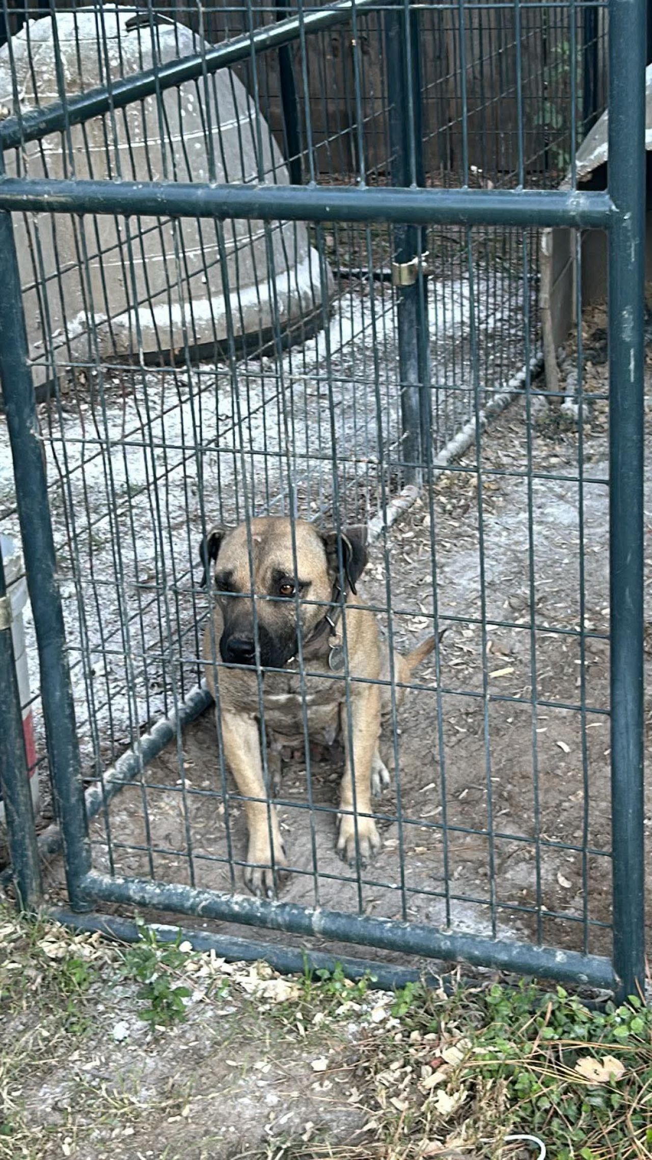 Photo of the dog