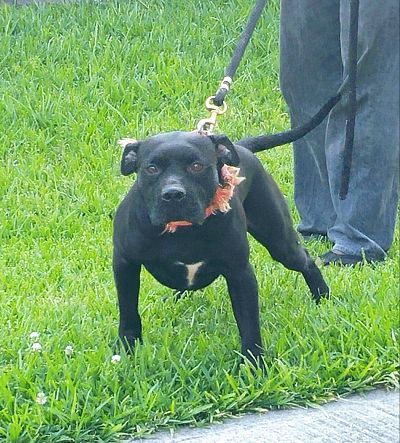 Photo of the dog