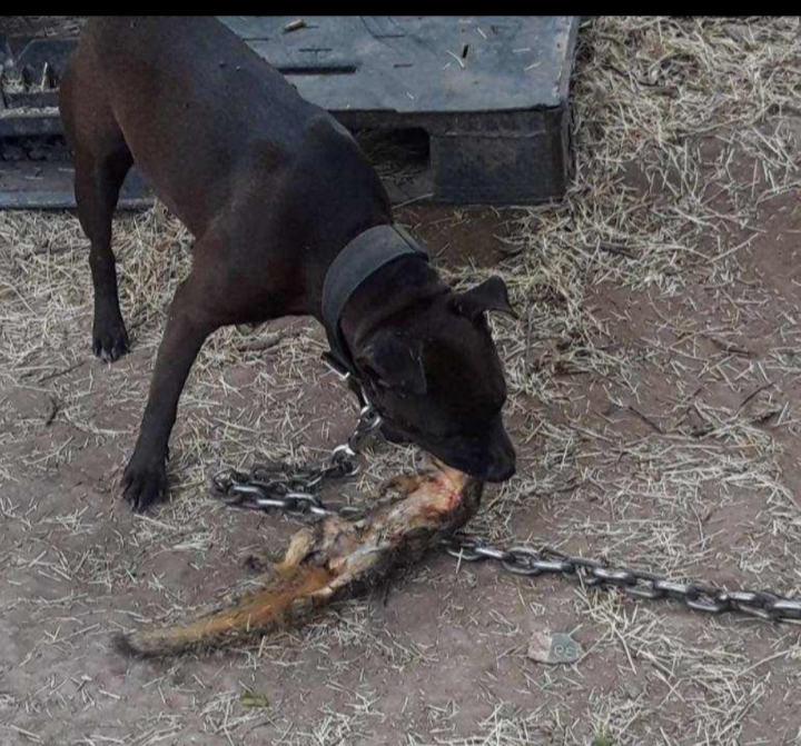 Photo of the dog