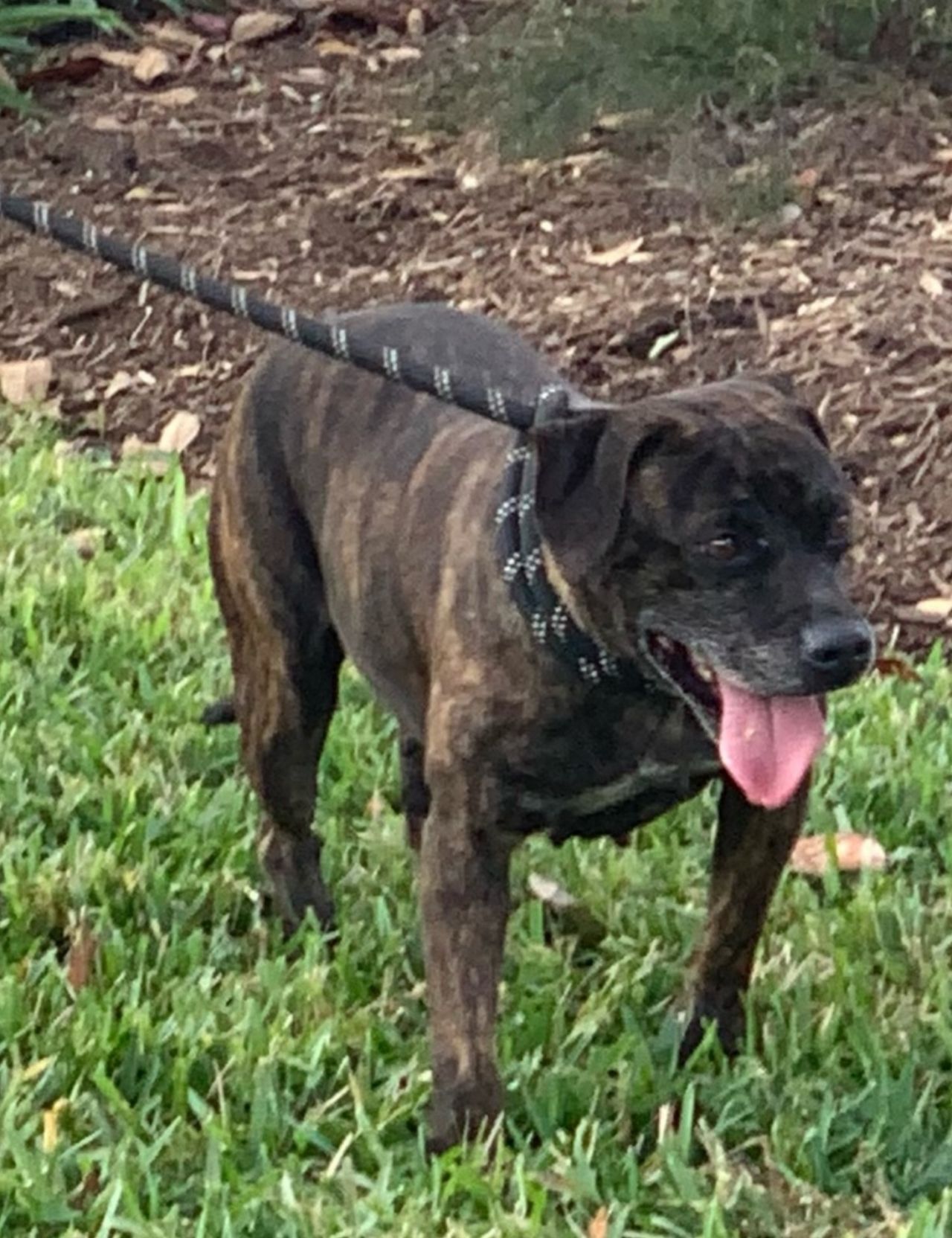Photo of the dog