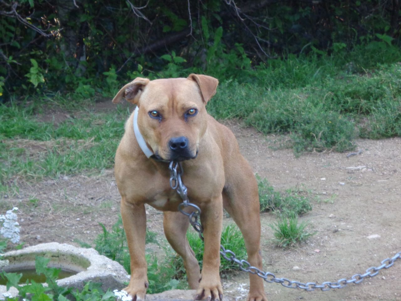 Photo of the dog