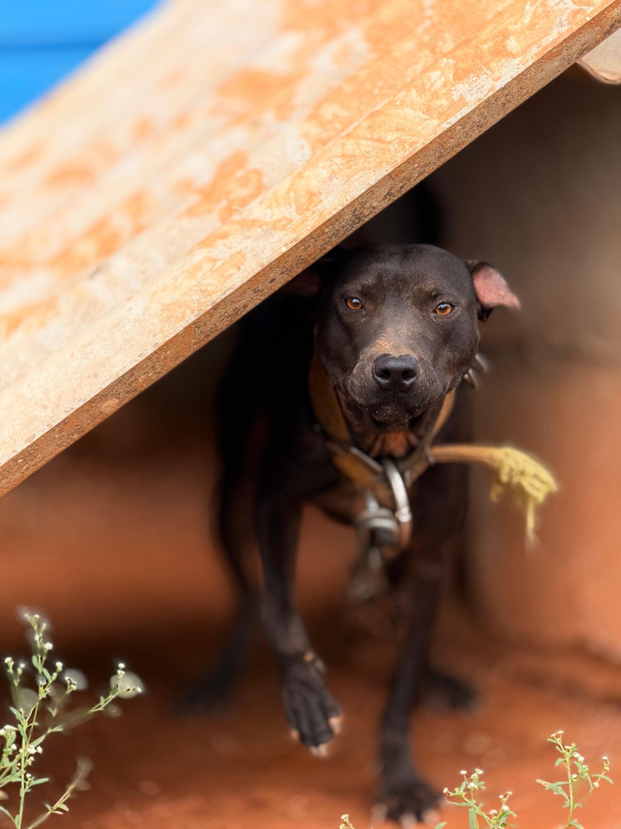 Photo of the dog