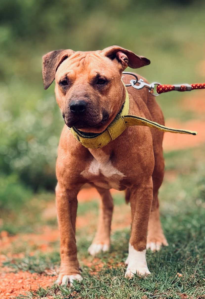 Photo of the dog
