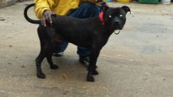 Photo of the dog