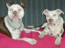Photo of the dog