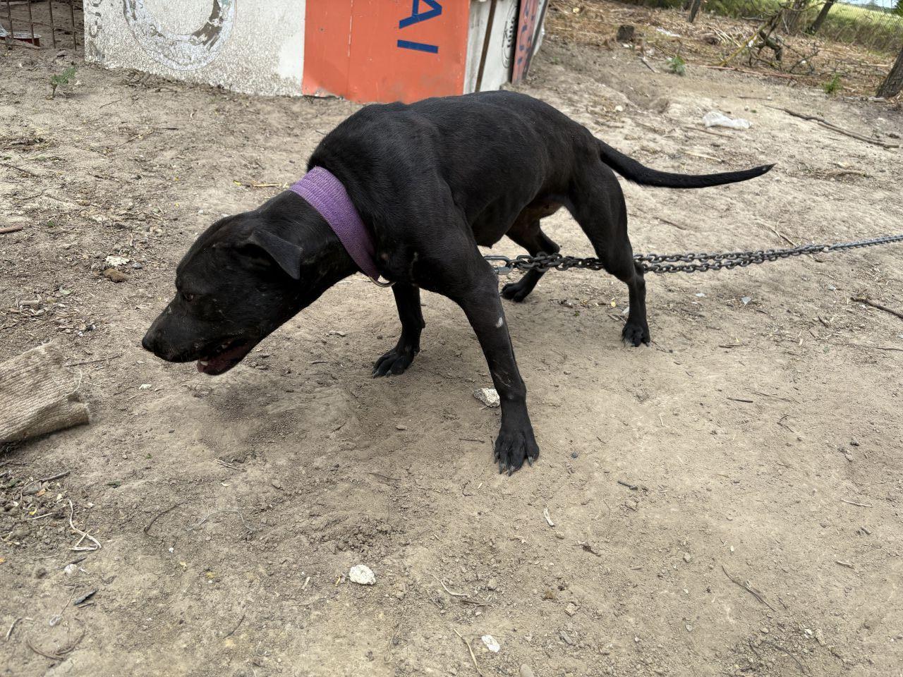 Photo of the dog