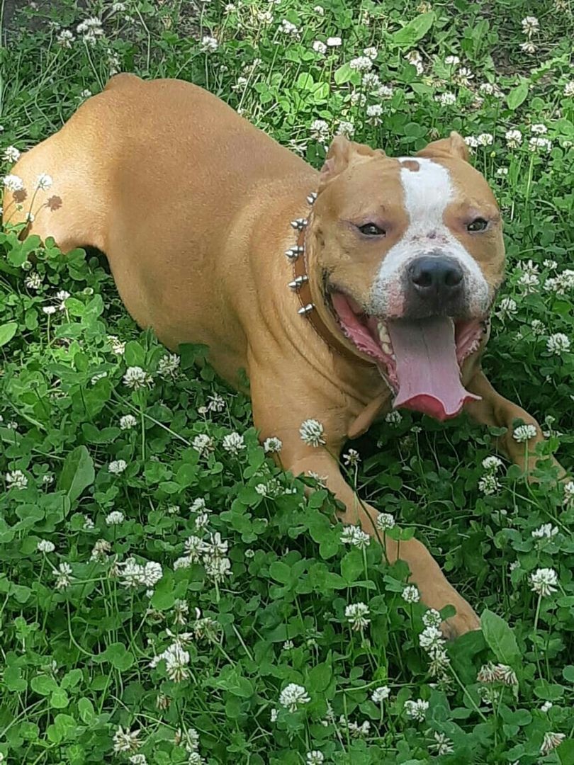 Photo of the dog