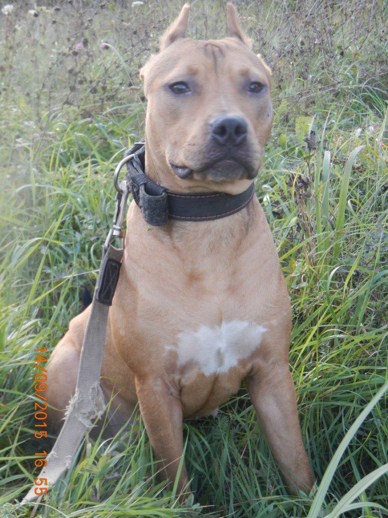 Photo of the dog