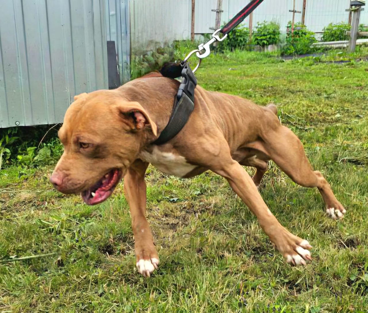 Photo of the dog