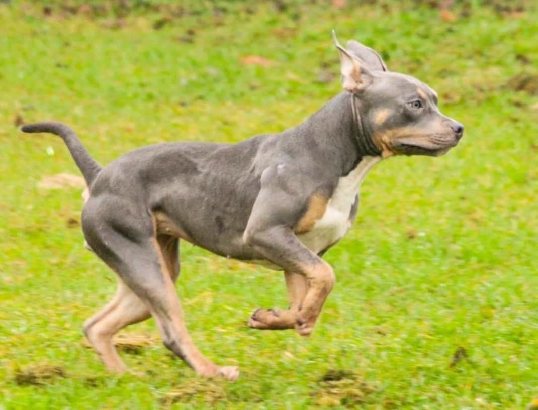 Photo of the dog