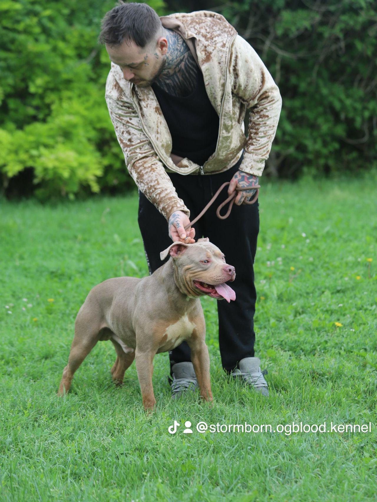 Photo of the dog