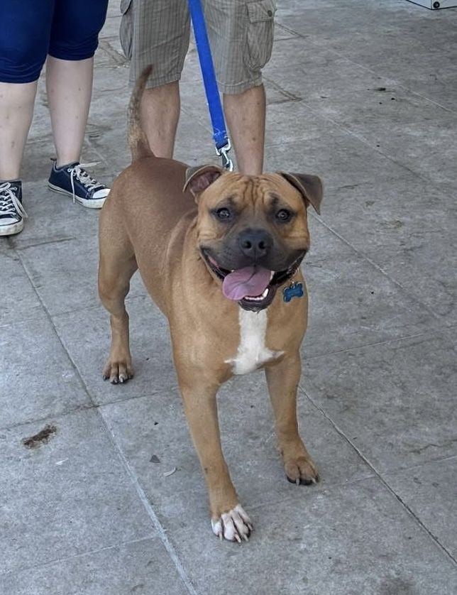 Photo of the dog