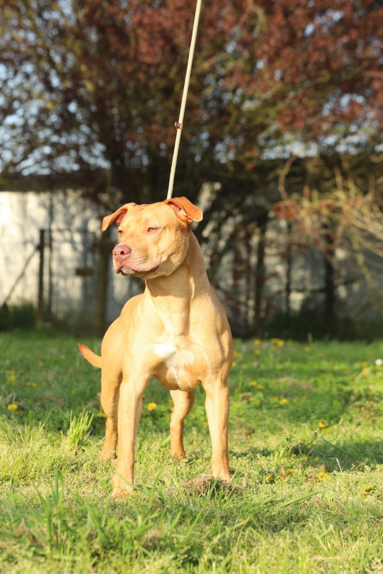 Photo of the dog