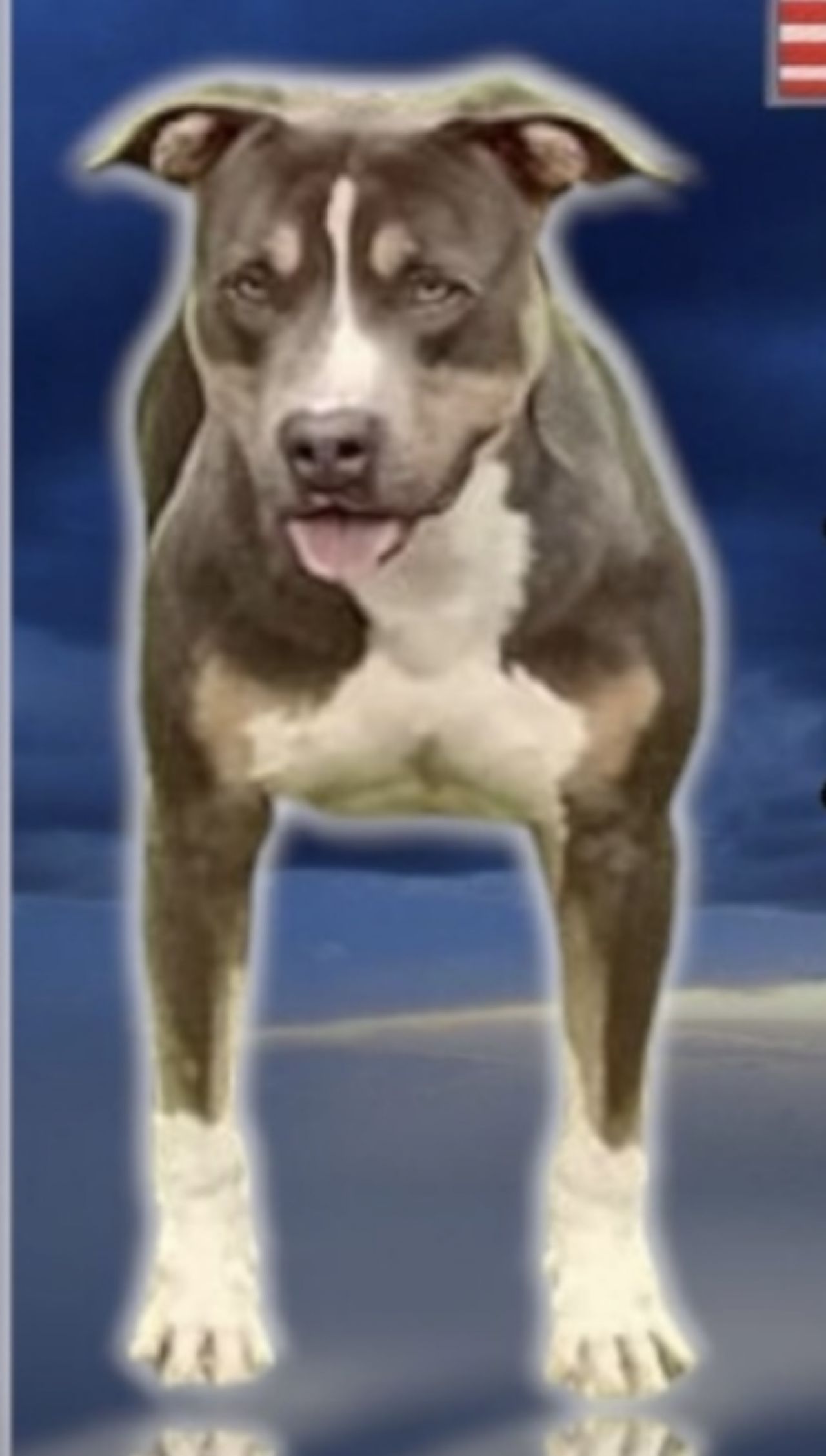 Photo of the dog