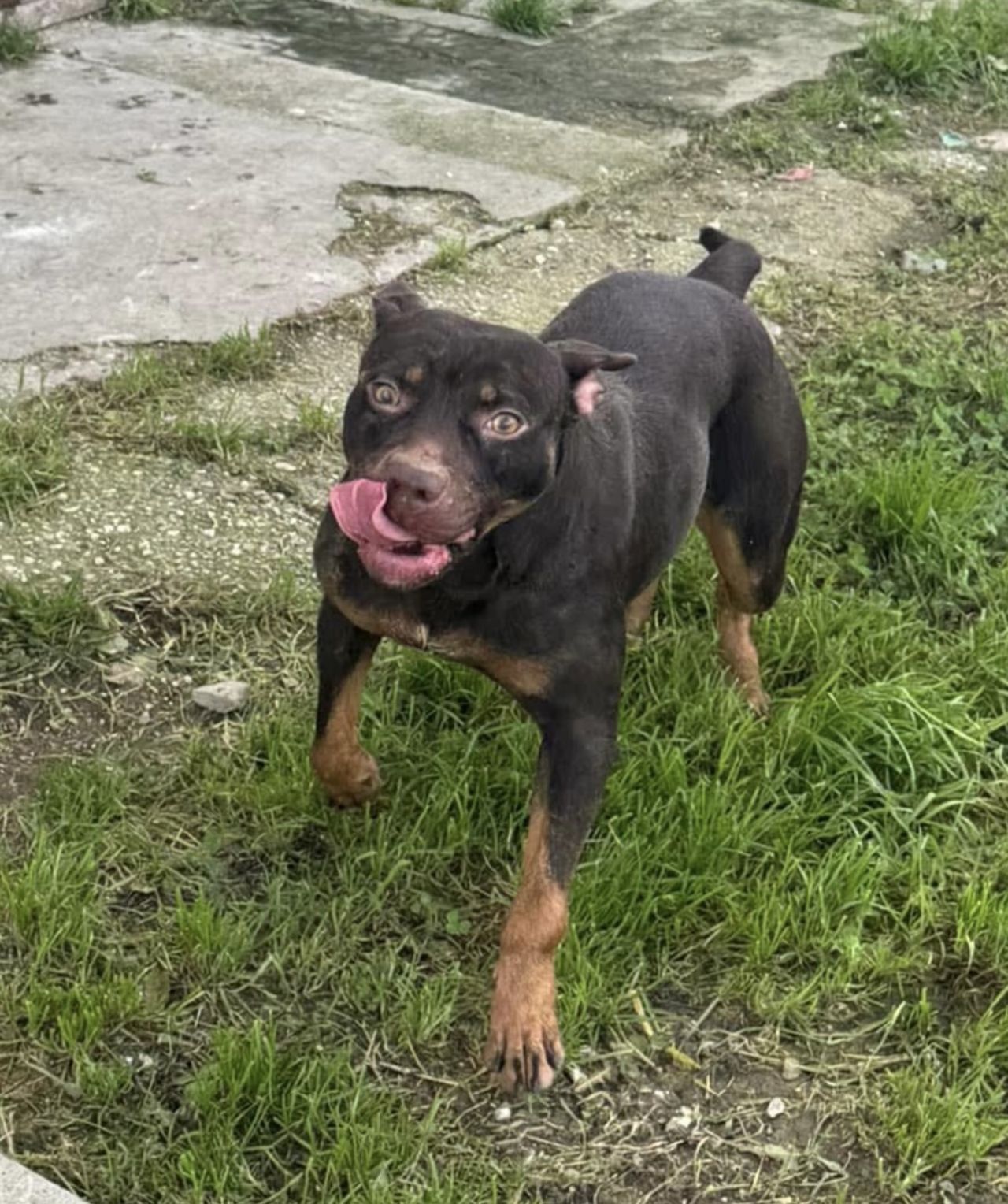 Photo of the dog