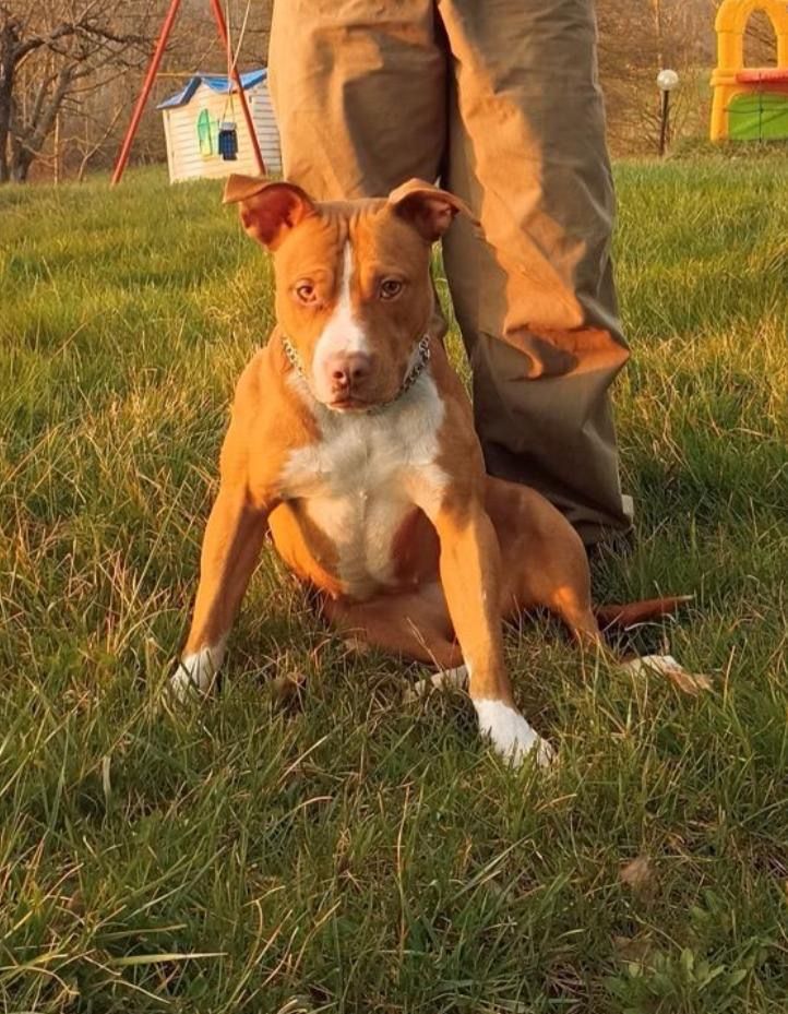 Photo of the dog