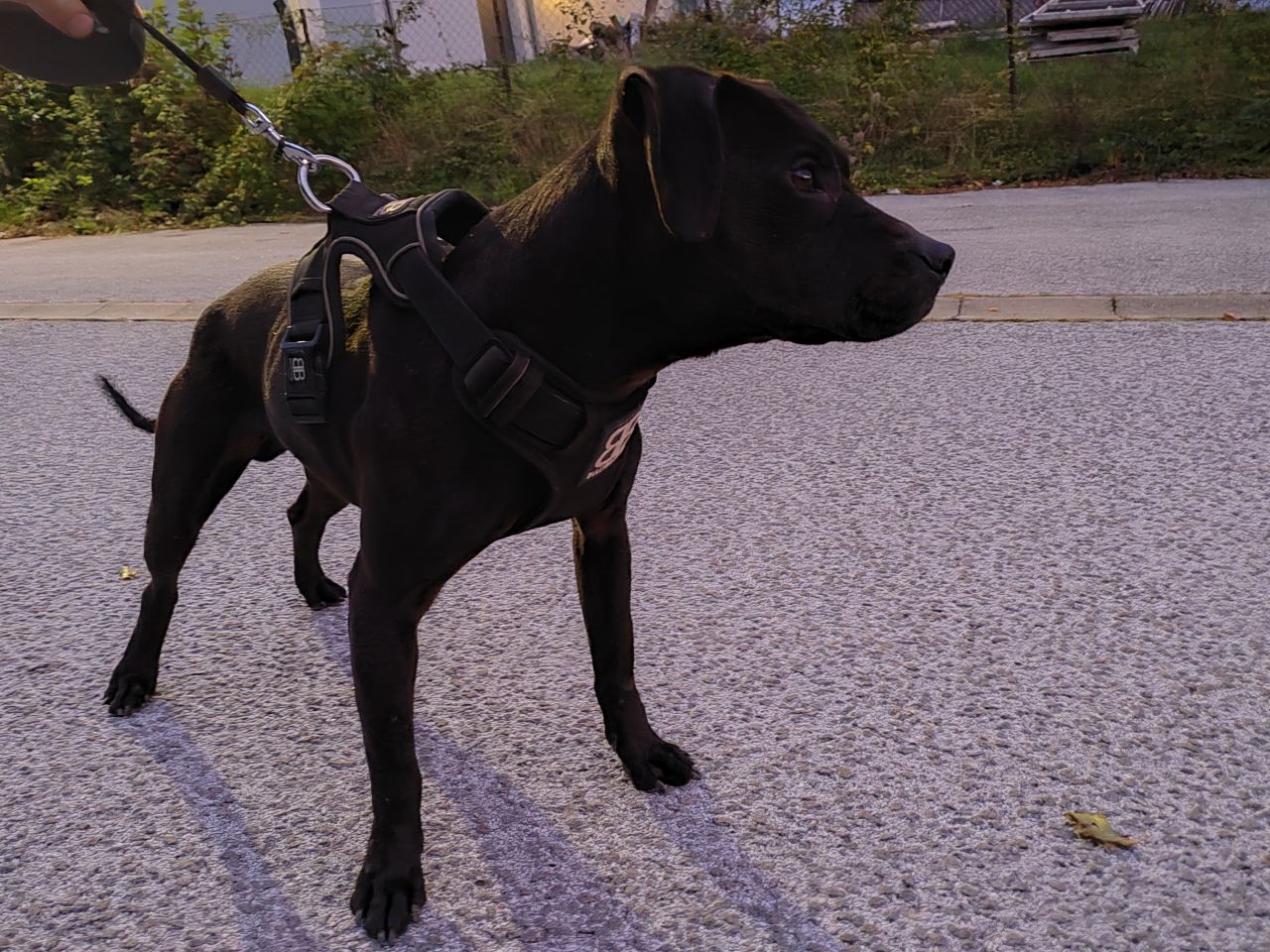 Photo of the dog