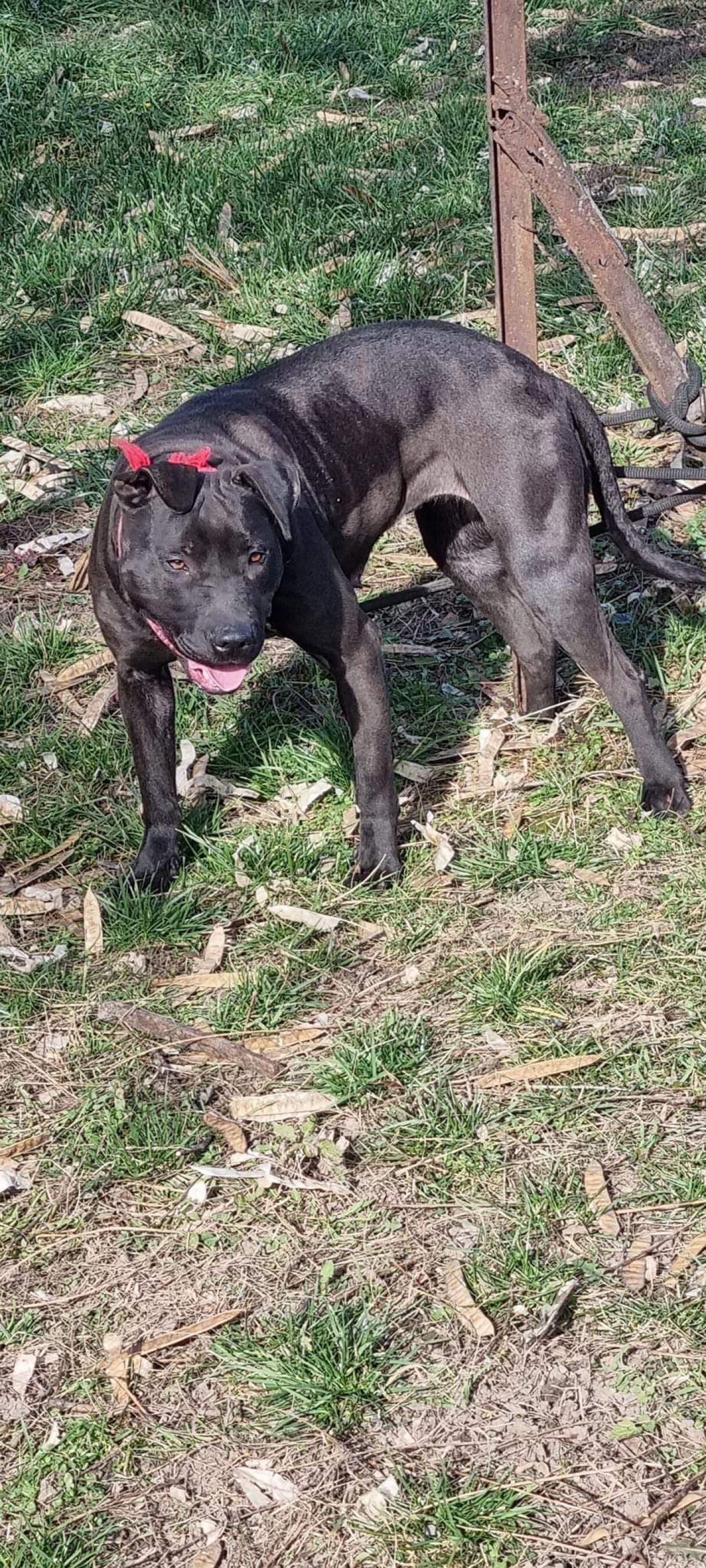 Photo of the dog