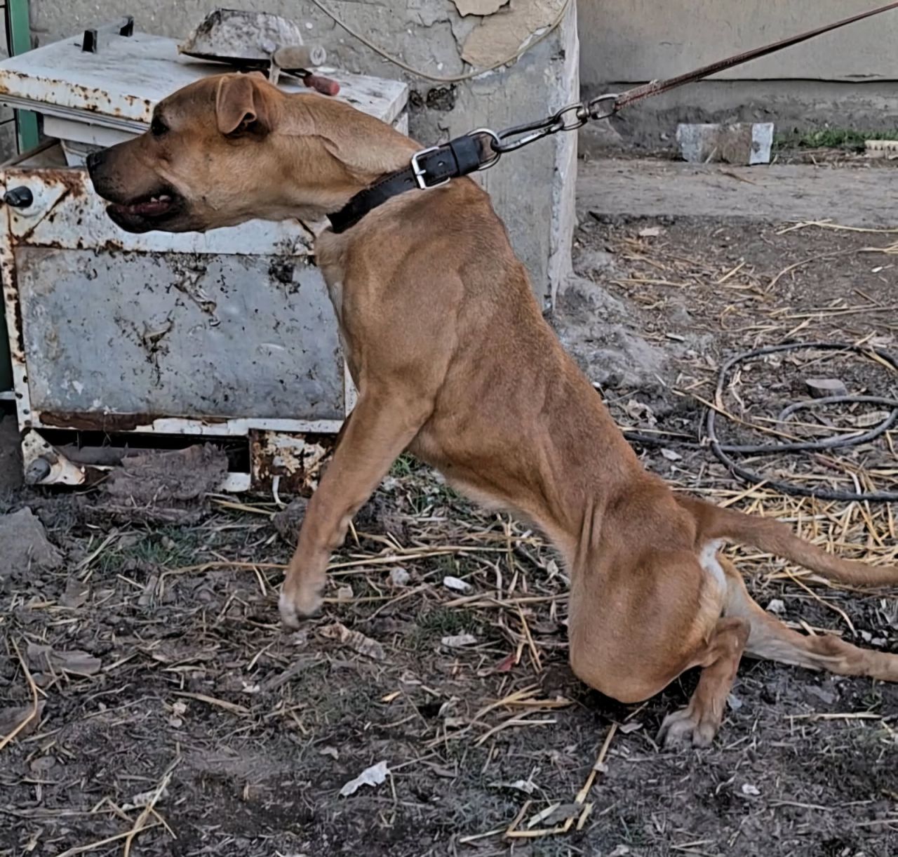 Photo of the dog