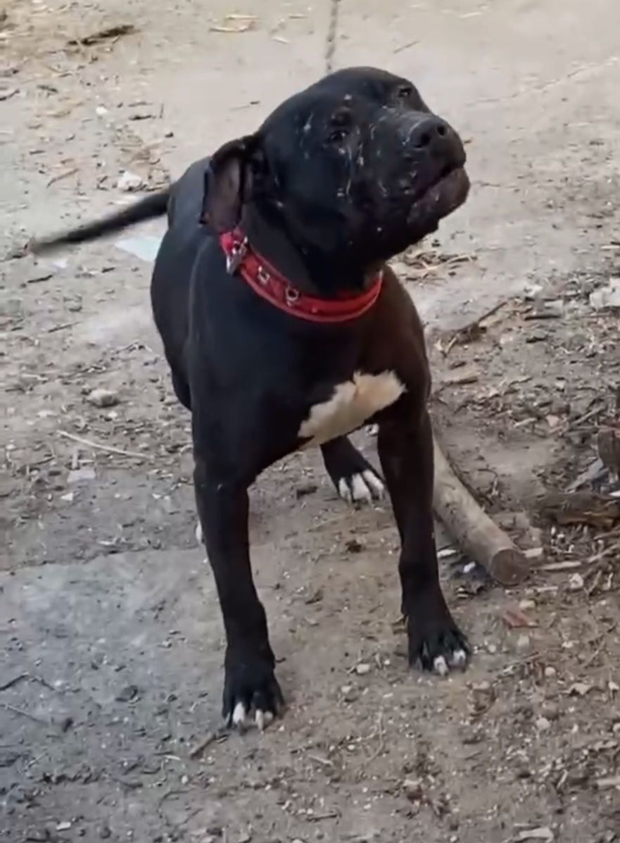 Photo of the dog