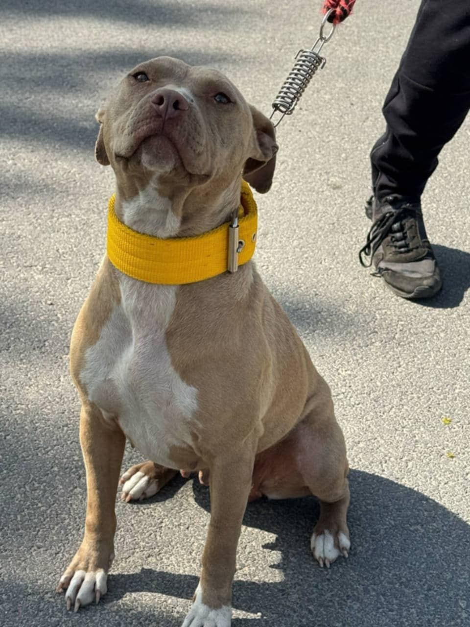 Photo of the dog