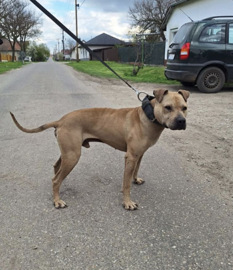 Photo of the dog