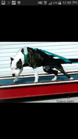 Photo of the dog