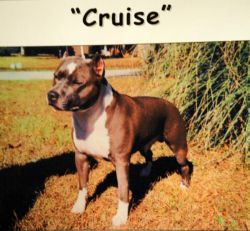 Photo of the dog