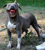 Photo of the dog