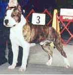 Photo of the dog