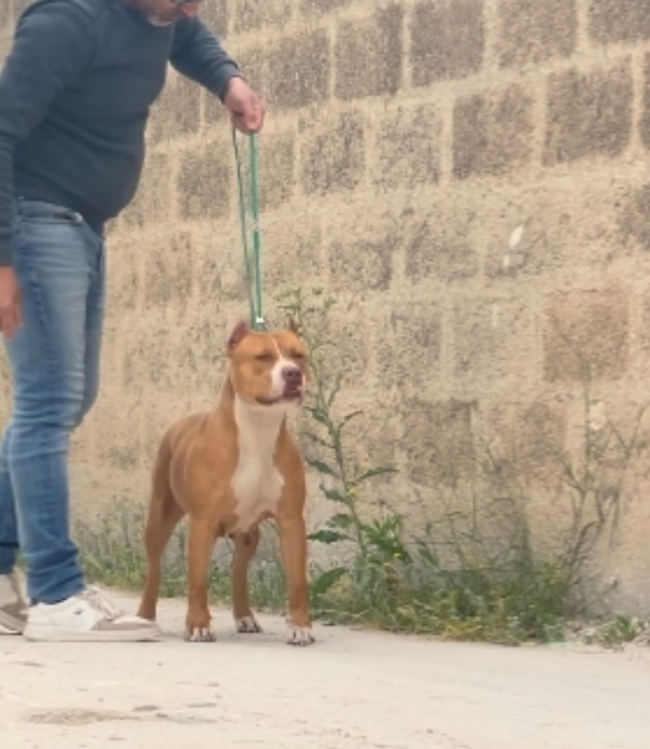 Photo of the dog